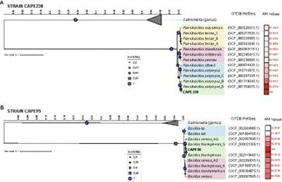 Co-inoculation of the endophytes Bacillus thuringiensis CAPE95 and Paenibacillus polymyxa CAPE238 promotes Tropaeolum majus L. growth and enhances its root bacterial diversity